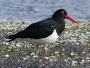 link to magellanic oystercatcher